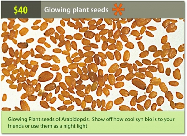 「奇酷」Glowing Plant，KS開賣發光植物